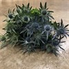 ERYNGIUM MAGICAL ANITA 50 CM